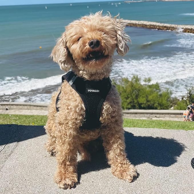 Voyager Step-in Air All Weather Mesh Harness and Reflective Dog 5 ft Leash Combo with Neoprene Handle, for Small, Medium and Large Breed Puppies by Best Pet Supplies - Set (Black), M