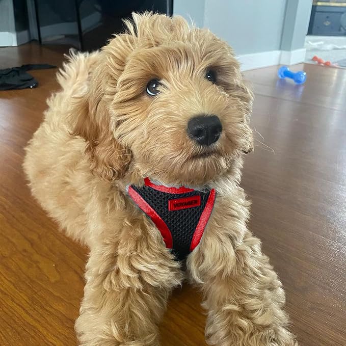 Voyager Step-in Air All Weather Mesh Harness and Reflective Dog 5 ft Leash Combo with Neoprene Handle, for Small, Medium and Large Breed Puppies by Best Pet Supplies - Red Trim, L