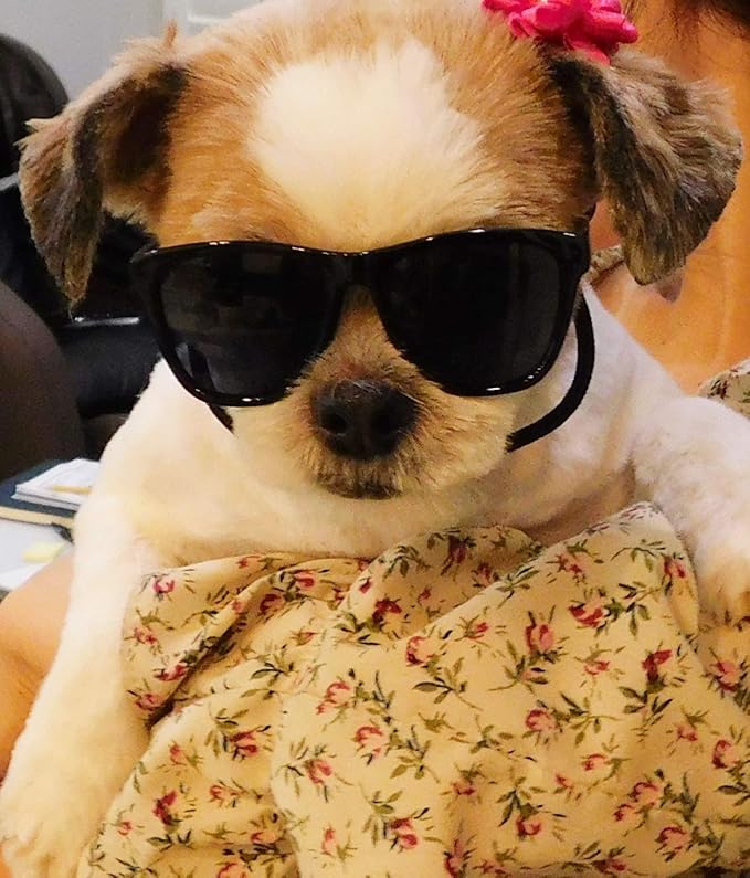 G014 Dog Small Breed up to 15lbs Pet Cat Puppy 80s Retro Sunglasses (Black)