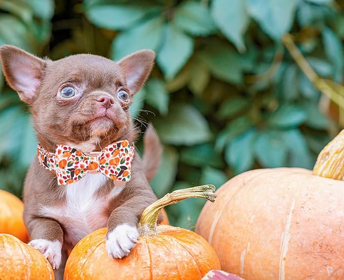 DOGWONG Fall Dog Collar with Bowtie - Fall Dog Collar Soft Cotton Autumn Dogs Necklace - Halloween Puppy Necklace for Small Medium Large Dogs