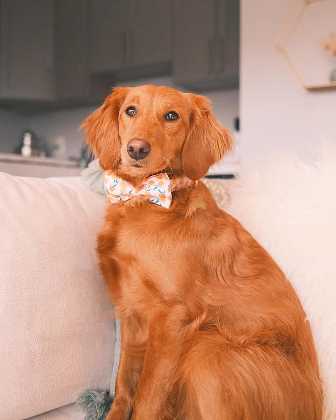 Elegant little tail Dog Collar, Dog Collar with Bowtie, Peach Cute Pink Pet Collar Bow Dog Collars Adjustable Dog Collar for X-Large Dogs