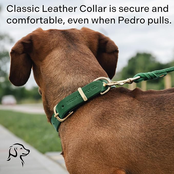 Scout Supply Classic Leather Dog Collar | Heavy Duty Thick Full Grain Leather | Waterproof & Rust-Proof Brass Hardware (Green, X Large)