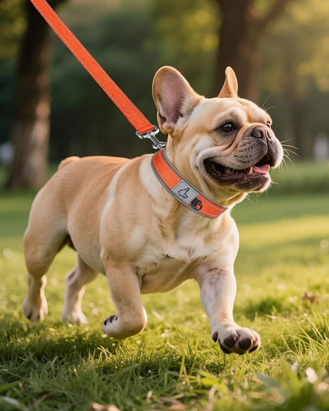 Joytale Dog Collar for Small Dogs, Neoprene Padded and Adjustable, Reflective Wide Heavy Duty Pet Collars with Durable Metal Belt Buckle for Walking, Orange, S