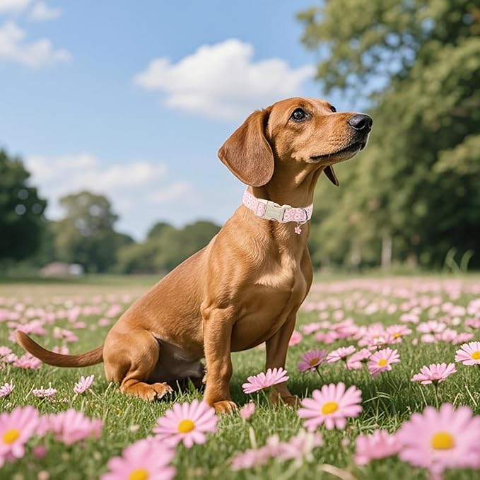 Lionet Paws Floral Dog Collar- Cute Daisy Pink Dog Collars with Plastic Buckle, Light Adjustable Dog Collars for Small Dogs