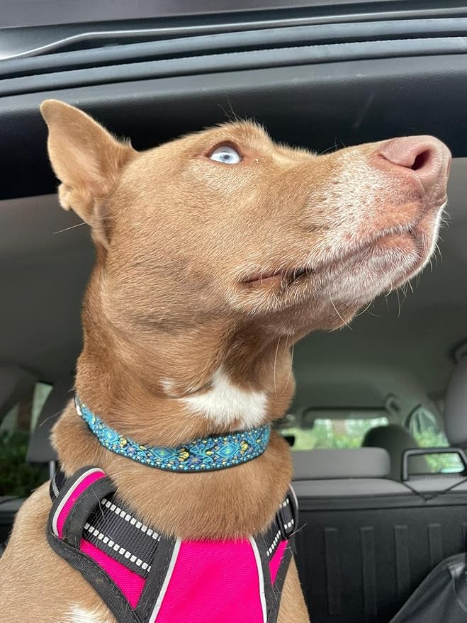 Dog Collars for Small Medium & Large Dogs Durable, Long Lasting, Adjustable, Heavy Duty Collars for Girl and Boy Puppy with Quick-Release Plastic Buckle.