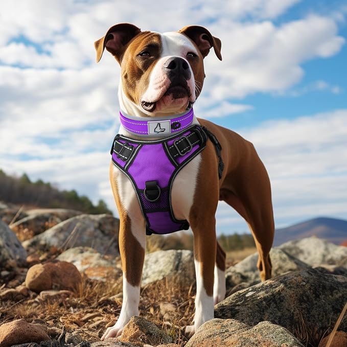 Joytale Dog Collar for Medium Dogs, Neoprene Padded and Adjustable, Reflective Wide Heavy Duty Pet Collars with Durable Metal Belt Buckle for Walking, Purple, M