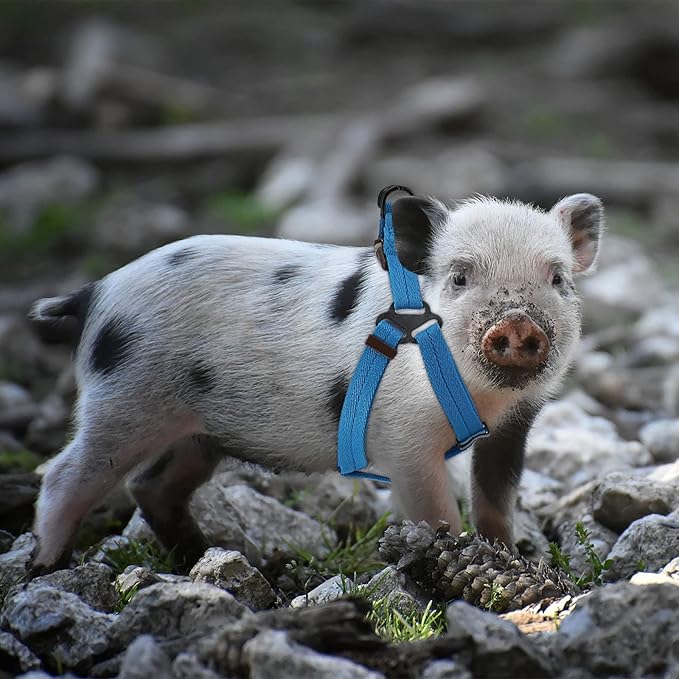 Frienda 2 Pcs Mini Pig Harness Leash Adjustable Small Pet Supply Mini Pig Walking Harness and Leash for Hog Piggy Ferret Rabbit Dog Cat and Other Small Animals Walking Training Jogging