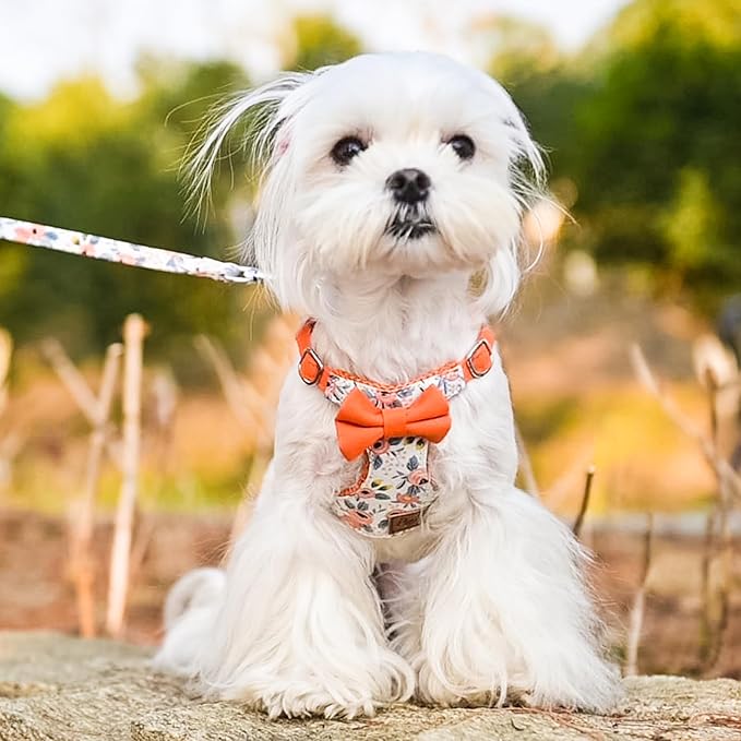 PUPTECK Dog Harness and Leash Set Small Sized, Step-in Cute Puppy Harness, Soft Lightweight Padded Vest, Escape Proof No Pull Pet Harnesses Easy for Walking, Flower Orange, S