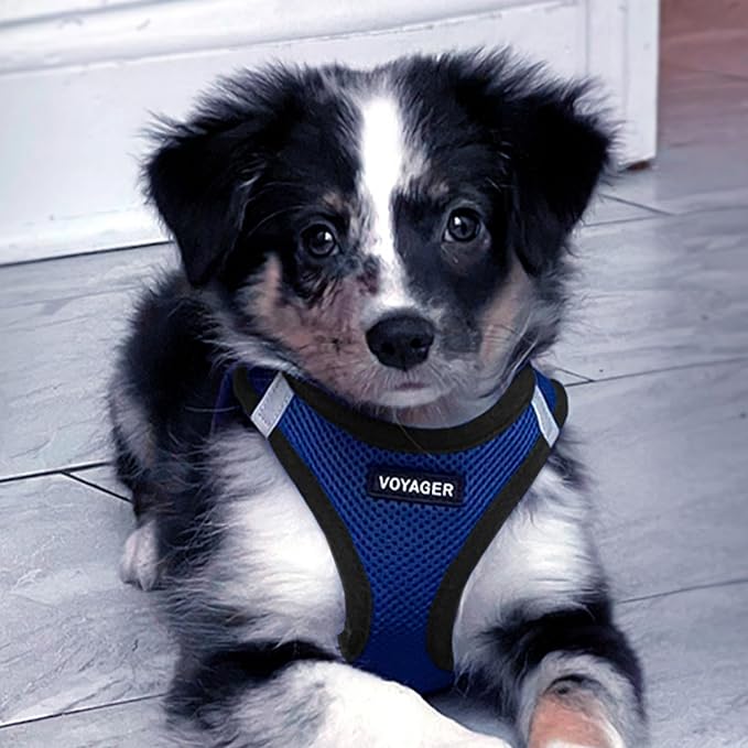 Voyager Step-in Air All Weather Mesh Harness and Reflective Dog 5 ft Leash Combo with Neoprene Handle, for Small, Medium and Large Breed Puppies by Best Pet Supplies - Royal Blue/Black Trim, Small