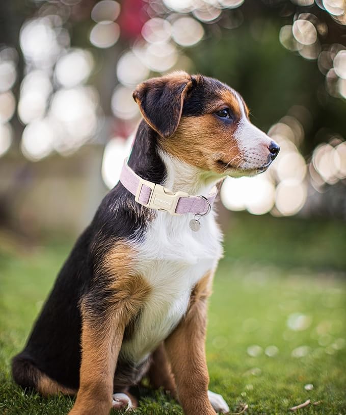 DOGWONG Cotton Hemp Dog Collar, Heavy-Duty Purple Adjustable Soft Natural Fabric Pet Collar for Small Medium Large Dog