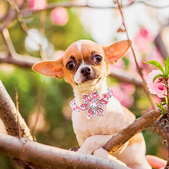 Lionheart Glory Pink Peach Dog Collar with Flower Bow for Small Dogs