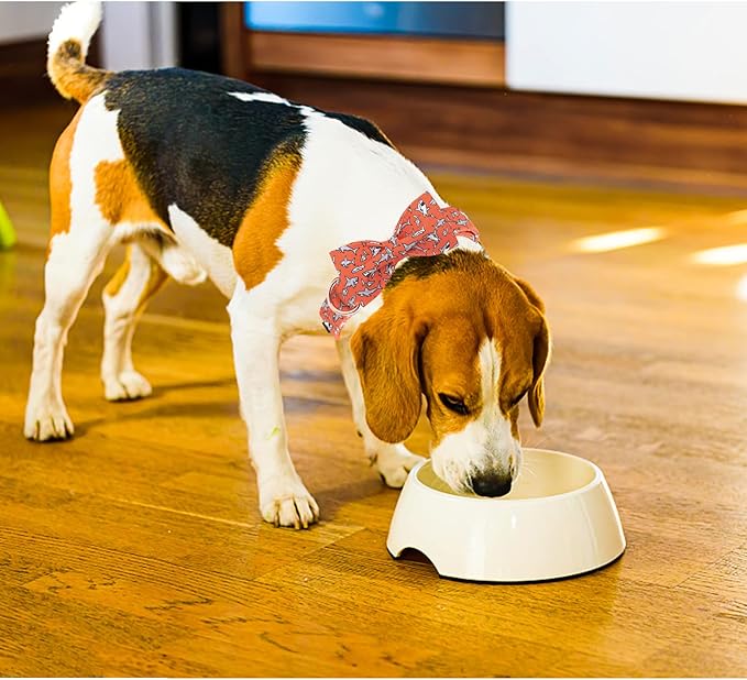 Lionheart Glory Shark Print Bow Collar - Adjustable for Small Dogs for Boys or Girls