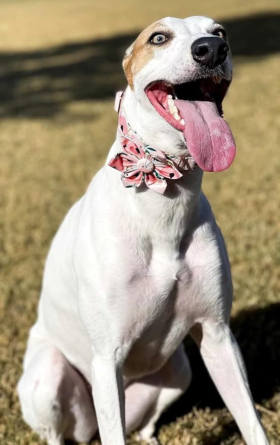 Elegant little tail Flower Girl Dog Collar for Female Dogs, Pet Collar Adjustable Dog Collars with Flower Gift for X-Large Dogs