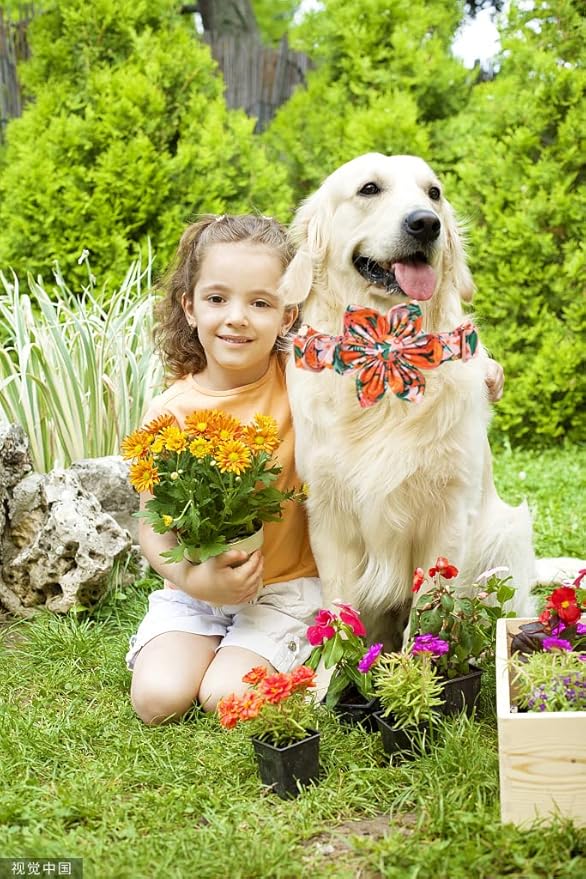 Lionheart Glory Dog Collar With Flower - Cute Floral Pattern Adjustable Pet Collar for Medium Dogs
