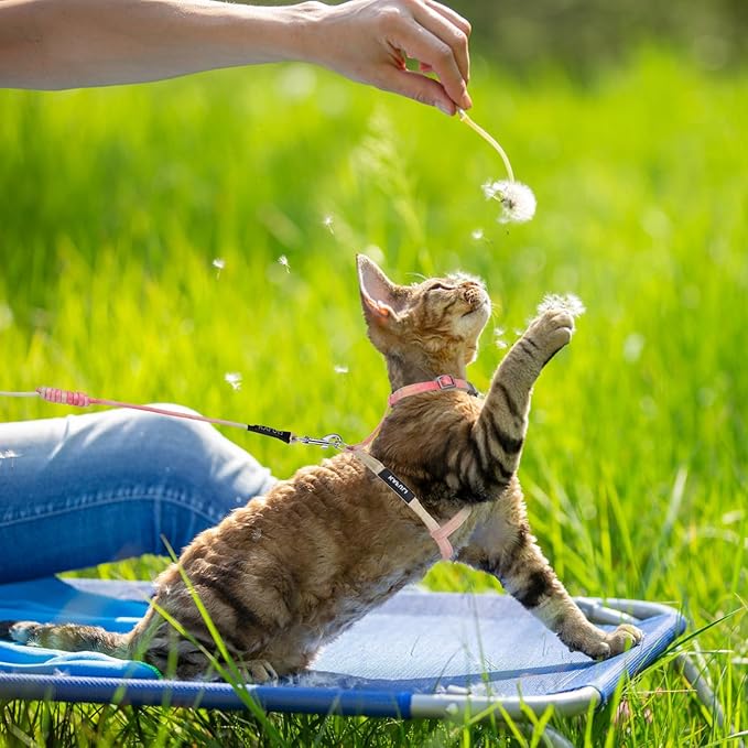 Giantree Cat Harness with Leash and Collar Set, Adjustable H-Shaped Kitten Harness Escape Proof Harness Glow in The Dark for Kitty Outdoor Walking (Orange)