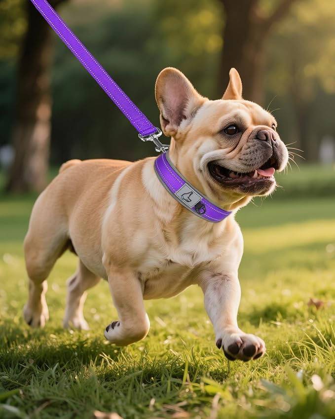 Joytale Dog Collar for Small Dogs, Neoprene Padded and Adjustable, Reflective Wide Heavy Duty Pet Collars with Durable Metal Belt Buckle for Walking, Purple, S