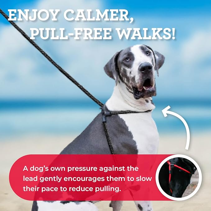 Harness Lead No Pull Dog Harness and Leash Set, Anti Pull Dog Harness, One-Piece Cushioned Rope Safely Prevents Escaping and Pulling *New Insert is Removable (Extra Large, Red)