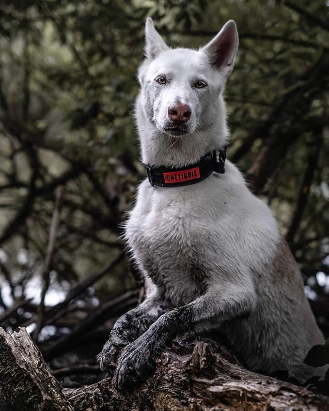 OneTigris Tough Dog Collars, Tactical Dog Collar with Handle, Milltary Adjustable Dog Collar with Heavy Duty Metal Buckle for Training (Large(Pack of 1), Black)