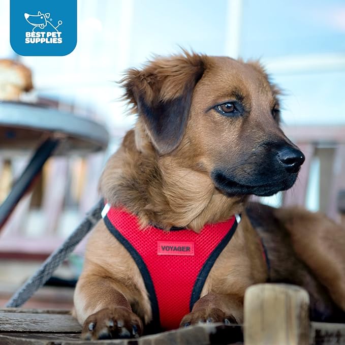 Voyager Step-in Air Dog Harness - All Weather Mesh, Reflective, No Pull Harness for Small, Medium Dogs, Cats - Secure with Hook & Loop Fastener, Buckle, Double D-Rings - Red/Black Trim, XXXS