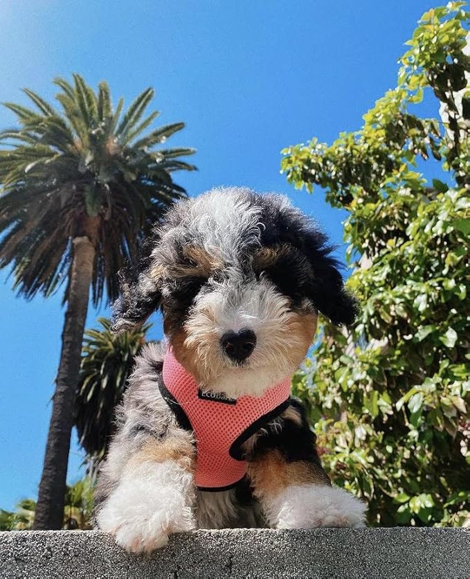 EcoBark Dog Harness - Eco-Friendly Max Comfort Harnesses - Luxurious Soft Mesh Halter - Over The Head Harness Vest- No Pull and No Choke for Small, Toy Breed, and Teacup Dogs (XS, Light Pink)