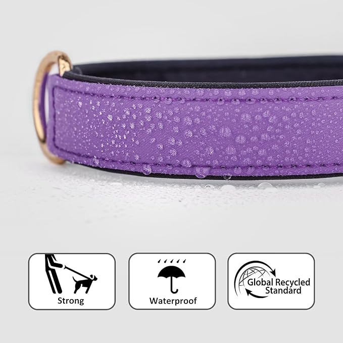 Didog Soft Padded Dog Collars for Medium Dogs, Lightweight and Breathable Purple Dog Collar Waterproof with Metal Buckle, Purple, M