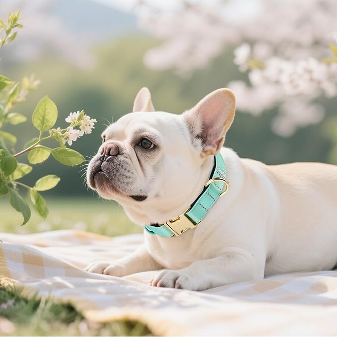 Didog Soft Padded Dog Collars for Small Dogs, Waterproof and Durable Pet Collar with Quick Release Buckle, Light and Breathable for Daily Walking,Green,S(Neck:10-15")