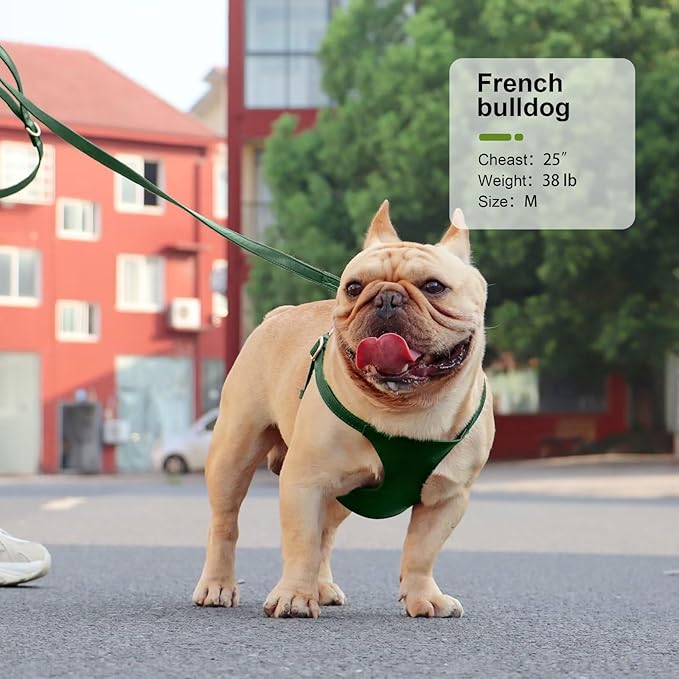 Didog Small Dog Harness and Leash Set, Soft & Lightweight Dog Vest Harness, Adjustable Leather Dog Harness for Small Medium Dogs, Green, M