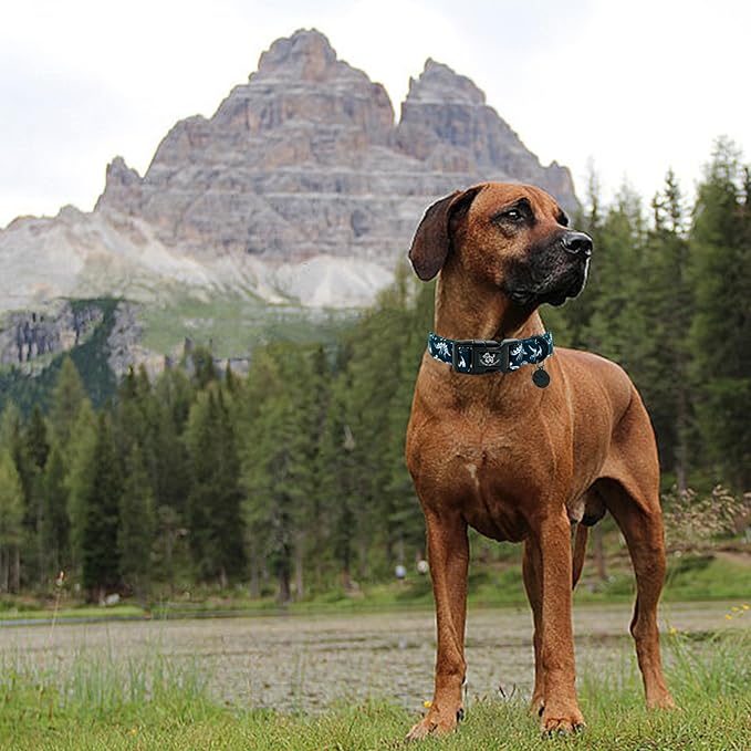 Elegant little tail Dog Collar, Dinosaurs Print Blue Puppy Male Adjustable Cotton Pet Collar with Quick Release Buckle for Small Medium Large Dogs