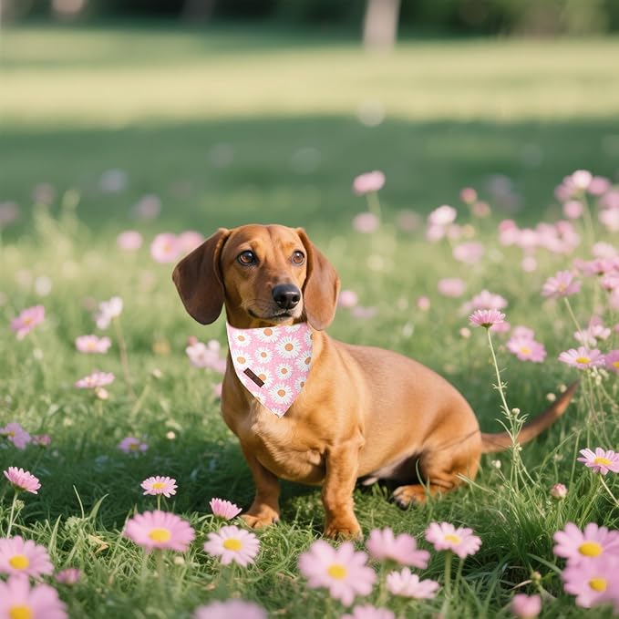 Lionet Paws Summer Floral 2pcs Dog Bandanas, Pink Daisy Dog Scarf Bib Premium Fabric, Blue Blossoms Bandanas for Small Dogs Pets