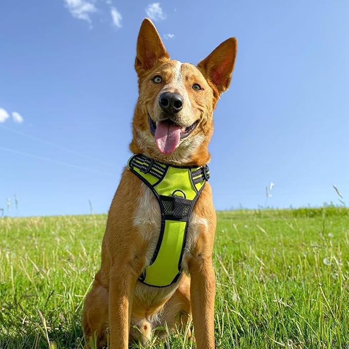 No Pull Dog Harness for Large Dogs, Dual Leash Attachments, Adjustable Soft but Strong Pet Harness with 3M Reflective Technology, Lime Green Nylon, XL (Chest: 28-37")