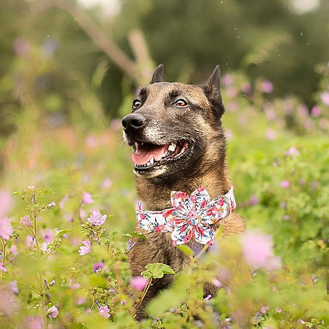 Lionheart Glory Floral Dog Collar - Soft, Durable & Adjustable for Small Dogs