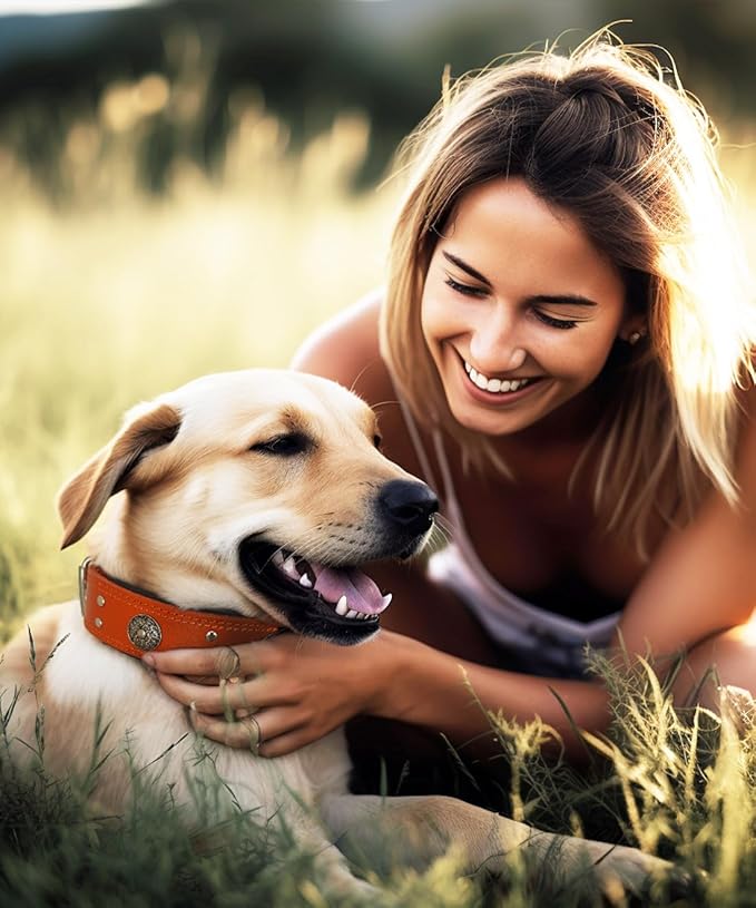 Leather Dog Collar, 2 inches Wide Heavy Duty Genuine Leather Collars, Handmade, Soft, and Luxury, Eye-catching Best Choice for Large and Medium Breed Dogs, Orange 19.5-23.5 inches