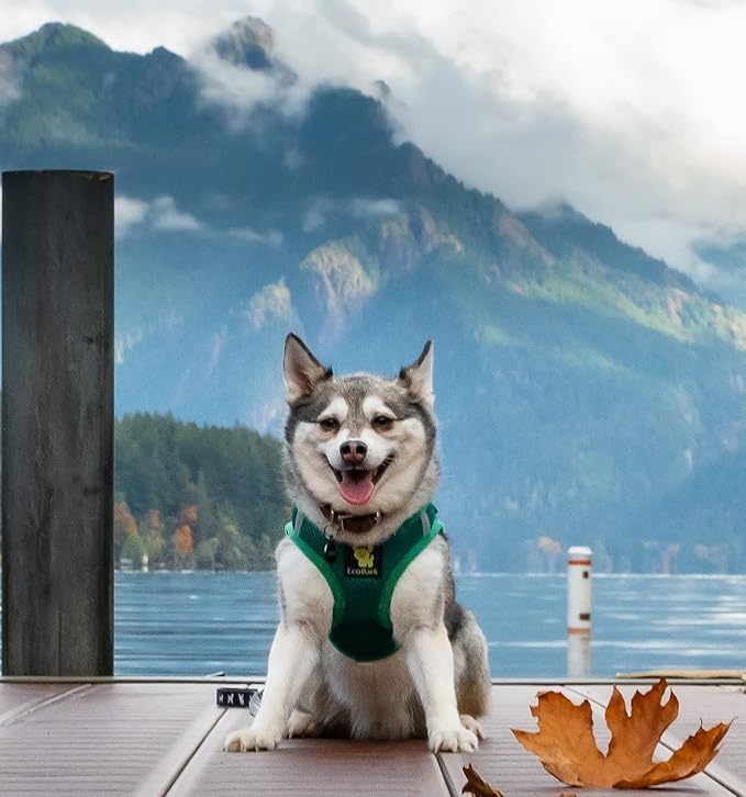 EcoBark Small Dog Harness for Toy Breed Dogs & Puppies - No Pull Soft Luxury Mesh - Step in Harness Halter Vest - Cute Adjustable Little Halter Body Wrap 7-10 lbs (Small, Forest Green)