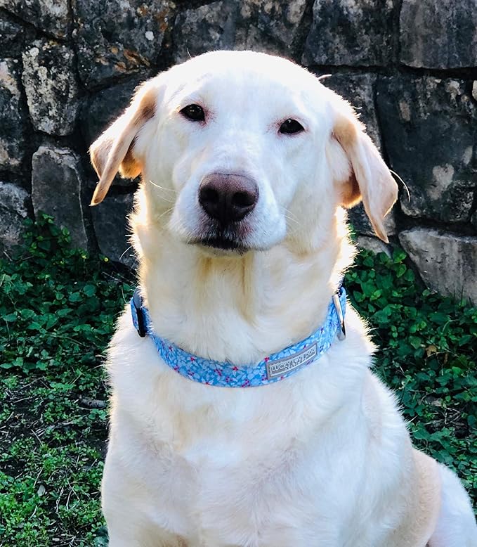 Lucky Love Dog Dog Collar, Leash Set Small, Medium, Large, Premium, Cute and Adjustable Collars for Male and Female Dogs, Winterblue Combo, Extra Small