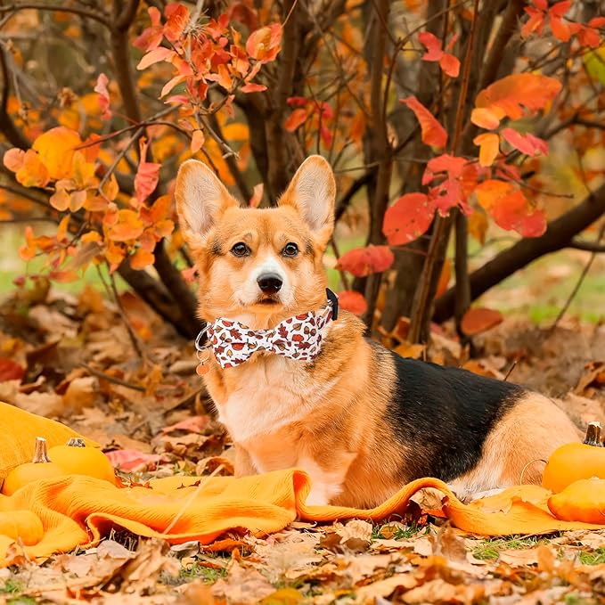 ADOGGYGO Thanksgiving Dog Collar with Bowtie, Fall Pumpkin Pet Thanksgiving Collars with Detachable Bow, Adjustable Fall Collars for Small Medium Large Dogs (Medium)
