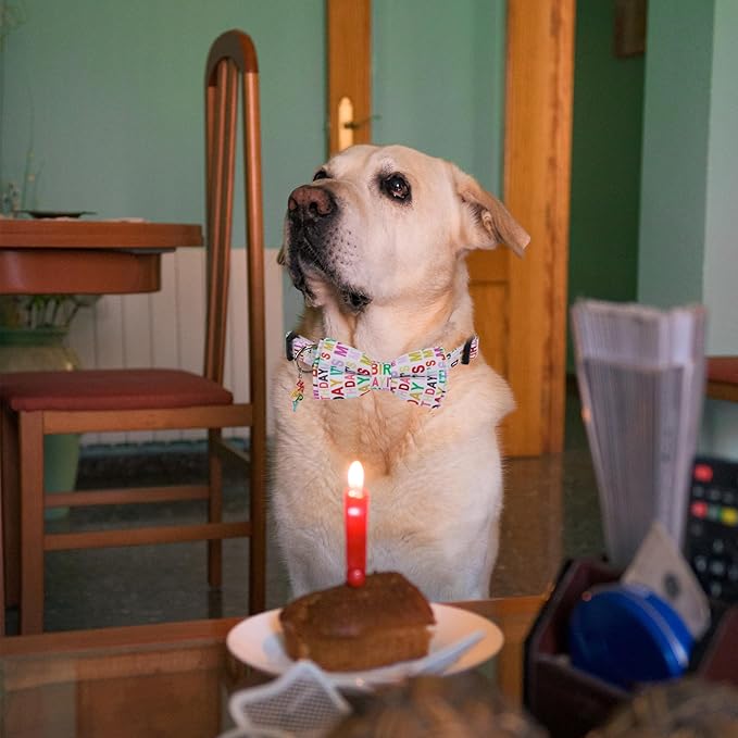 ADOGGYGO Birthday Dog Collar with Bowtie, Pet Birthday Collar with Detachable Bow, Adjustable Bowtie Collars for Small Medium Large Dogs (Large)