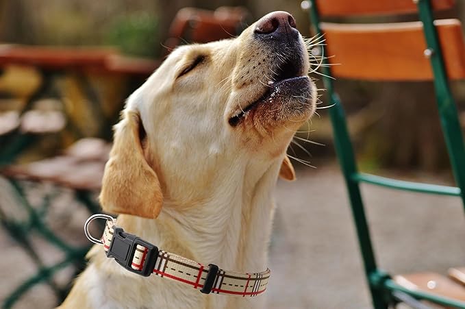 Dog Collar, Cute Stripe Pattern, Soft and Adjustable Collar with Quick Release Buckle (L (Neck 16-28", Width 1"), Stripe Cream)