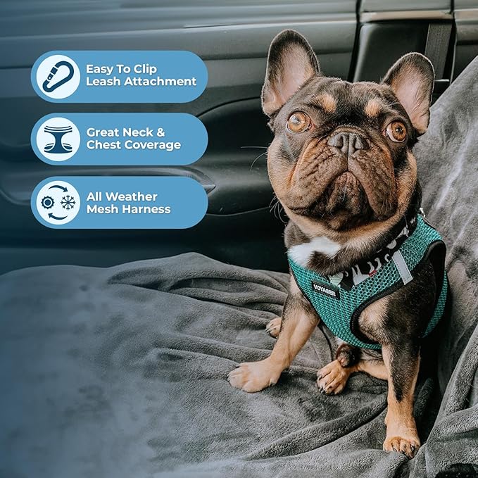 Voyager Step-in Air All Weather Mesh Harness and Reflective Dog 5 ft Leash Combo with Neoprene Handle, for Small, Medium and Large Breed Puppies by Best Pet Supplies - Turquoise (2-Tone), L