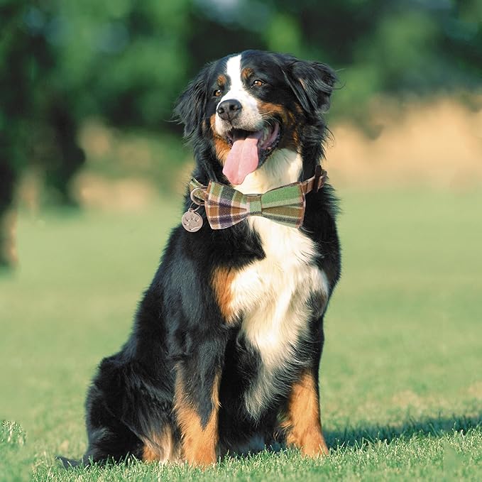 ADOGGYGO Plaid Dog Collar with Detachable Bowtie, Adjustable Soft Green Plaid Collars for Small Medium Large Dogs Pets (Large)