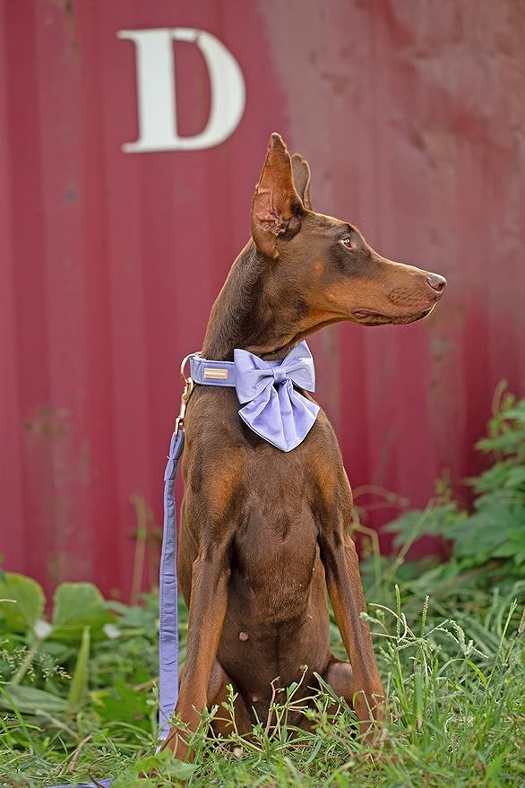 Unique style paws Silk Green Color Dog Collar Adjustable Durable Dog Collar with Bow Wedding Bowtie Collar for X-Small Puppy and Cats (XS, Lavender)