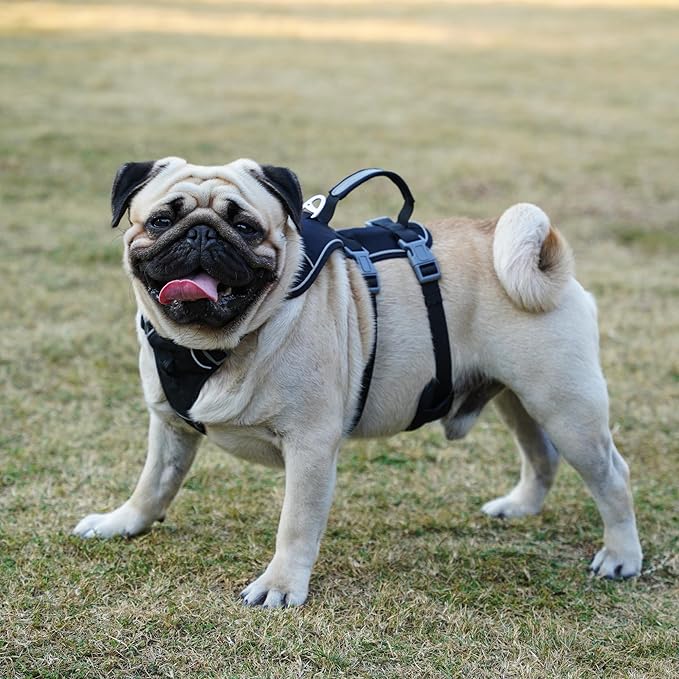 Escape Proof Dog Harness and Leash Set, Lightweight Dog Harness with Lift and Assist Handle, No Pull Reflective Pet Vest for Small Medium Dogs, Ideal for Puppy Walking and Training (Black, S)