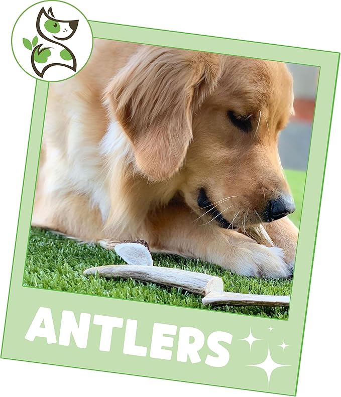 Nature Gnaws Antlers for Dogs (8oz) - Mix of Elk and Deer Antler - Variety of Split and Whole Pieces - Long Lasting for Aggressive Chewers and Large Dogs