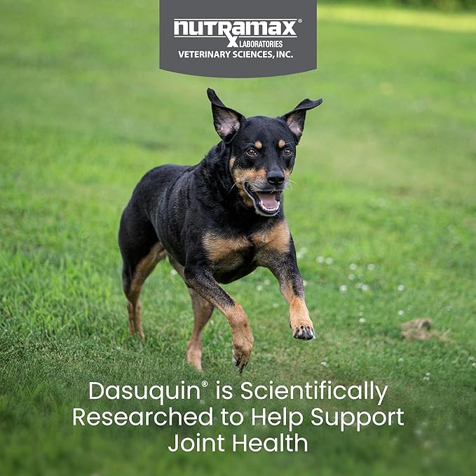 Nutramax Laboratories Dasuquin Joint Health Supplement for Small to Medium Dogs - With Glucosamine, Chondroitin, ASU, Boswellia Serrata Extract, Green Tea Extract, 84 Soft Chews