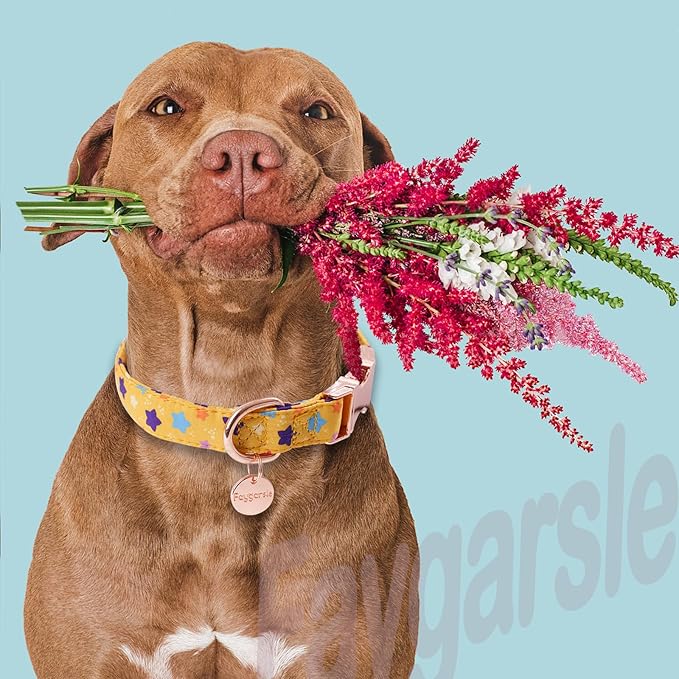 Faygarsle Yellow Stars Pattern Dog Collar for Small Medium Large Dogs Cute Puppy Collars for Female Dogs for Summer Spring Wedding Necklace Girl Dog Collar M