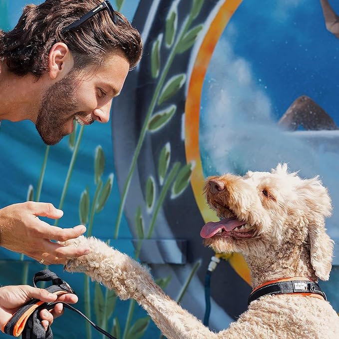 Black Rhino Dog Collars for Medium Dogs - Adjustable Reflective Heavy Duty Dog Collar with Ultra-Soft Neoprene Padding - Weatherproof, Durable, and Comfortable for Active Dogs - Orange and Black