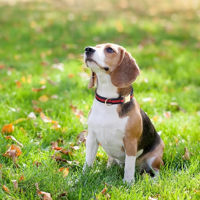 Elegant and Nobility Dog Collar, Comfortable and Durable Pet Collars,Luxury Dog Collars Packing Gift for Medium Dogs