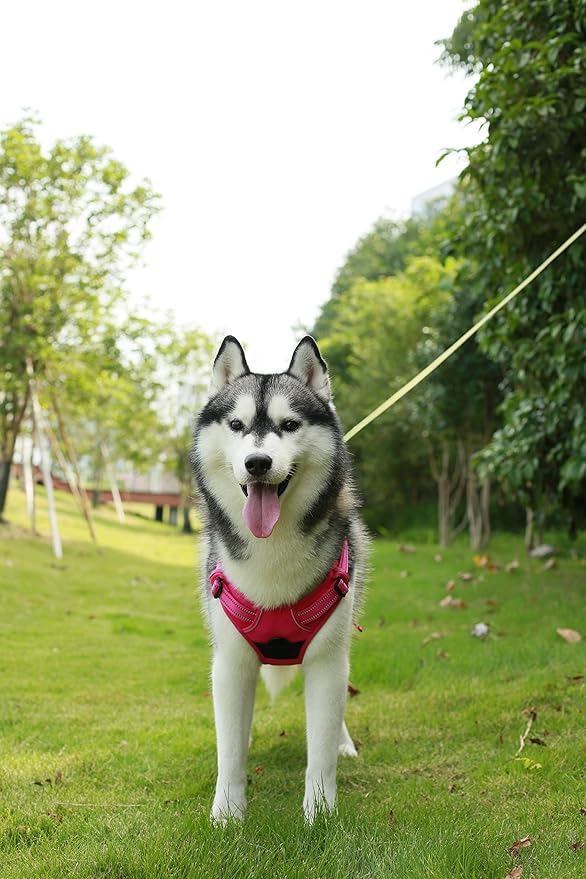 No Pull Dog Harness for Small Dogs, Dual Leash Attachments, Adjustable Soft but Strong Pet Harness with 3M Reflective Technology, Fuchsia Nylon, S (Chest: 16-20")