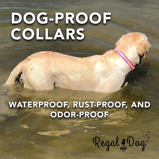 Regal Dog Products Small Blue Heavy Duty Reflective Dog Collar with Durable Metal Buckle and D Ring Adjustable, Chew Proof & Waterproof Strong Small Dog Collar | Other Sizes for Medium & Large Dogs