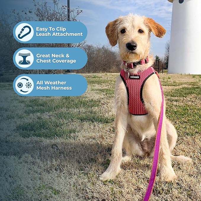Voyager Step-in Air All Weather Mesh Harness and Reflective Dog 5 ft Leash Combo with Neoprene Handle, for Small, Medium and Large Breed Puppies by Best Pet Supplies - Fuchsia (2-Tone), M