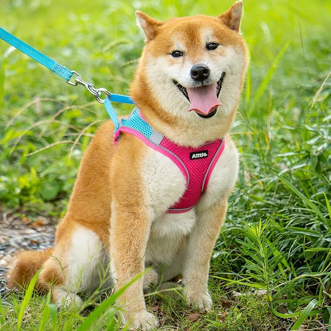 AIITLE Dog Harness, Spring No-Pull Cat Harness with a Leash, Adjustable Reflective Dog Vest, Cat Harness Escape Proof, Outdoor Walking, Camping for Extra Small Dogs and House Cats Hot Pink XXXS